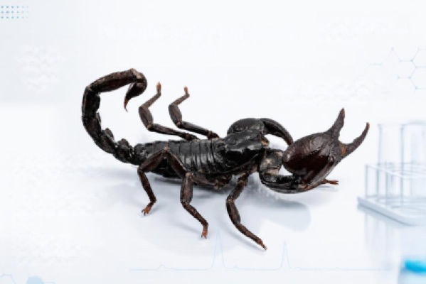 Scorpion Venom